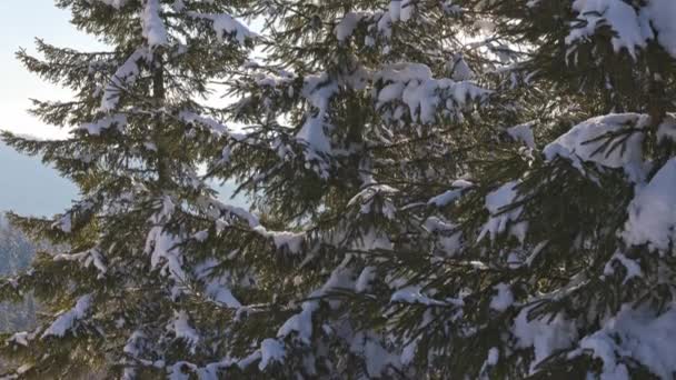 Close-up van dennenbomen tegen de achtergrond van de felle winterzon in de besneeuwde bergen van de Karpaten — Stockvideo