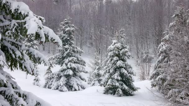 Un piccolo prato coperto di neve e circondato da abeti con tempo nebbioso nelle montagne dei Carpazi — Video Stock