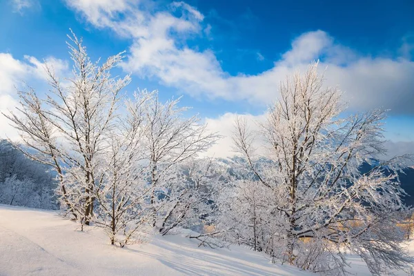 Nuvens fofas se abrigam sob neve branca abrigada por florestas e belas montanhas — Fotografia de Stock