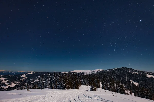 Mesmerizing night landscape with snowy fir trees — Stock Photo, Image