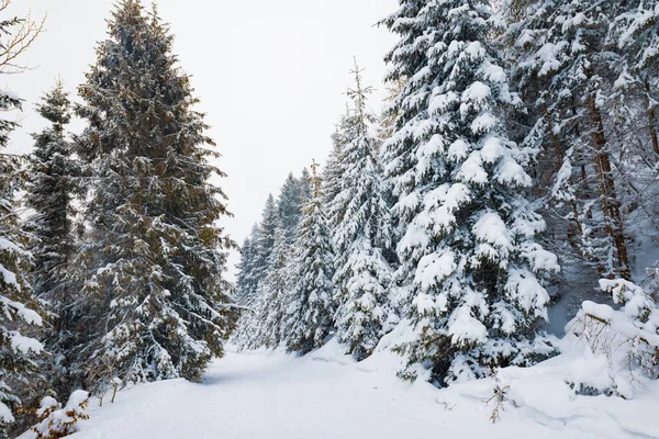 Dolny widok masywne chic snowy jodły — Zdjęcie stockowe