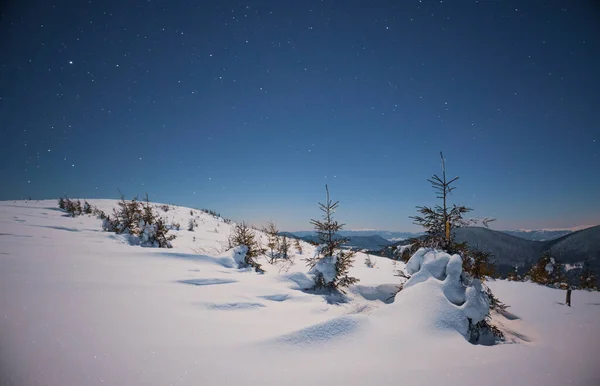Hipnotyzujący Nocny Krajobraz Wśród Zaspy Śnieżnej Rosną Śnieżne Jodły Tle — Zdjęcie stockowe