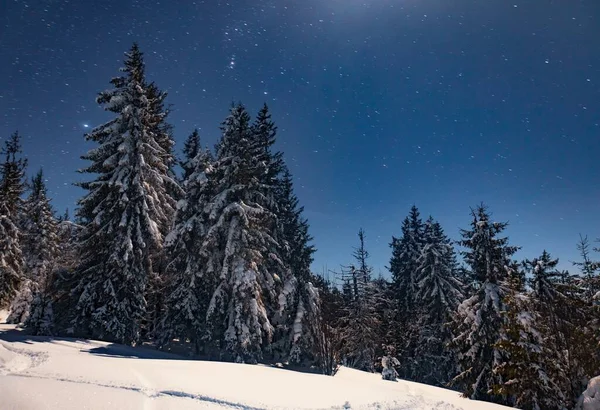 Atemberaubend Schöner Sternenhimmel Der Natur Mit Schneebedeckten Tannen Und Wunderschönen — Stockfoto