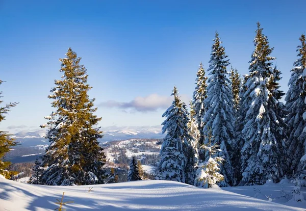 Fascinerend Zonnig Landschap Van Een Winterbos Gelegen Een Besneeuwde Helling — Stockfoto