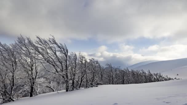 Nubes esponjosas se refugian bajo nieve blanca protegida por bosques y hermosas montañas — Vídeos de Stock