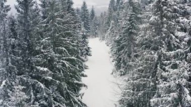 Yoğun bir ladin ormanı Karpat Dağları 'nın karla kaplı tepelerini ve ormandaki geniş tropik bölgelerden inen cesur kayakçıları koruyor.