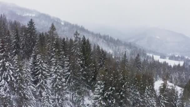 Krásný výhled na zasněžené Karpatské hory pokryté věčně zelenými lesy za oblačného počasí — Stock video