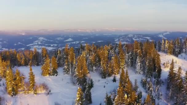 Ein außergewöhnliches Tal mit Hügeln und Bergen, die mit Tannenwäldern bedeckt sind, vor dem Hintergrund eines leuchtend rosa Sonnenuntergangs — Stockvideo