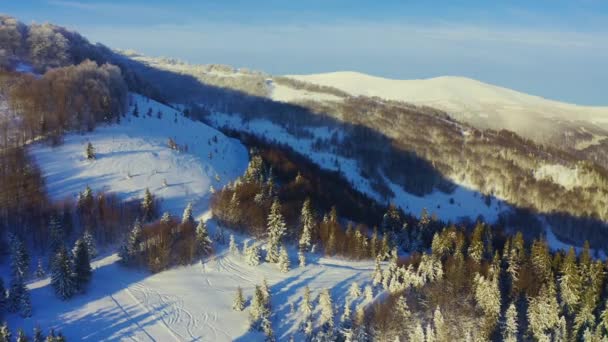 Высокая снежная гора, покрытая вечнозелеными елками в солнечный холодный день — стоковое видео