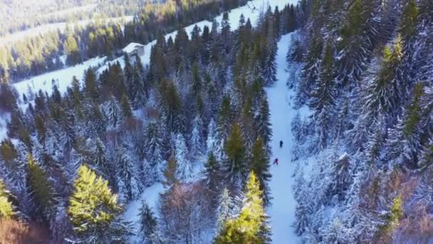 Швидкі лижники спускаються з красивого гірського схилу, відкритого до щільних соснових лісів — стокове відео