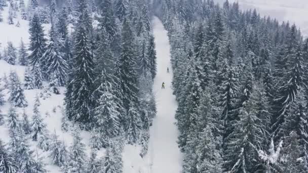 Een dicht sparrenbos dat de besneeuwde heuvels van de Karpaten beschermt en gedurfde skiërs die de wijde tropen in het bos afdalen — Stockvideo