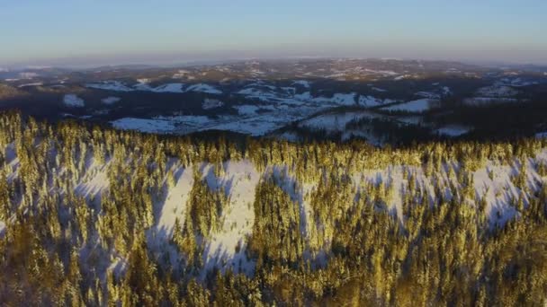 晴れた寒い日に常緑モミの木で覆われた高い雪の山 — ストック動画