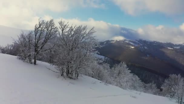 Der kahle Wald schützt den Hang bei einem kalten, schönen Sonnenuntergang — Stockvideo