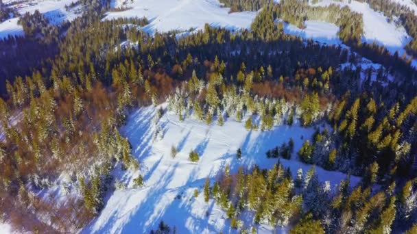 緑豊かなクリスマスツリーやスキー場のある白雪で覆われた山の斜面 — ストック動画