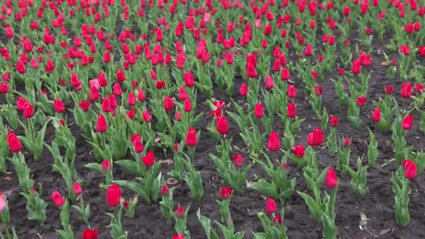 Rojo hermosos tulipanes en el parque Video — Vídeos de Stock