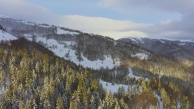 Yüksek karlı dağ, güneşli soğuk bir günde köknar ağaçlarıyla kaplı.