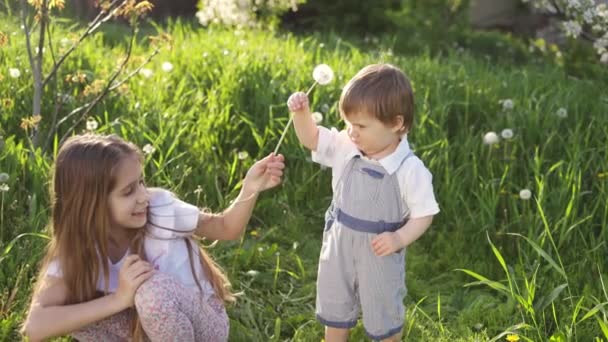 Irmão e irmã se divertir brincando com florescendo branco amarelo e macio dentes-de-leão em um jardim de primavera quente — Vídeo de Stock