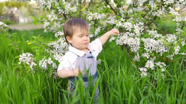 A cute child in a blue overalls and blue eyes plays funny in the tall green grass in a green blooming park — Stock Video