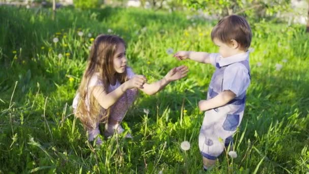 Frère et sœur s'amusent à jouer avec des pissenlits jaunes et duveteux fleuris dans un jardin de printemps chaud — Video