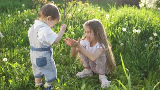 Bror og søster har det sjovt at lege med blomstrende hvide gule og fluffy mælkebøtter i en varm forår haven – Stock-video