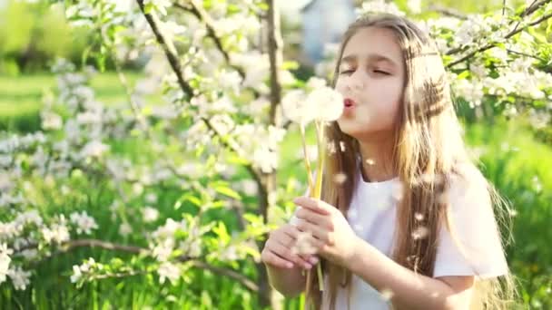 Seorang gadis melihat kamera dengan konsentrasi dan memegang dandelion putih di latar belakang rumput hijau di kebun — Stok Video