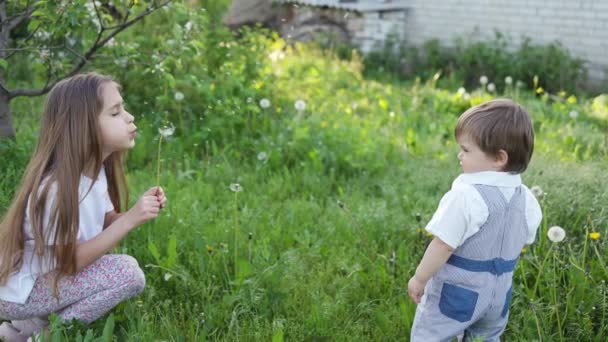 Kakak dan adik bersenang-senang bermain dengan mekar kuning putih dan berbulu dandelion di kebun musim semi yang hangat — Stok Video