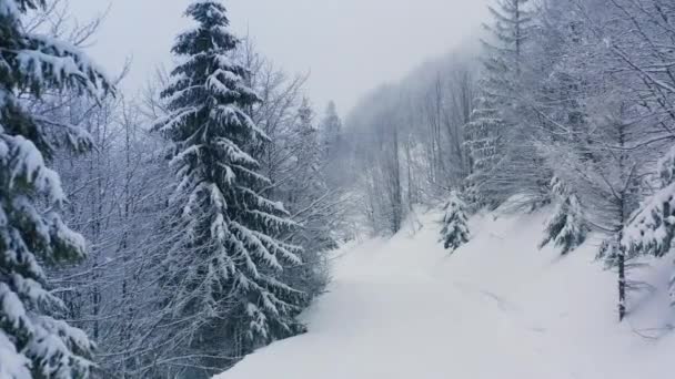 Густий ялиновий ліс, що вкриває вкриті снігом пагорби Карпат і сніг, що падає з неба. — стокове відео