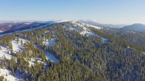 High snowy mountain covered with evergreen fir trees on a sunny cold day — Stock Video