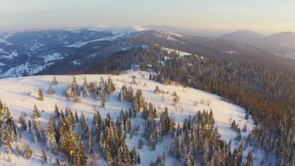 Une vallée extraordinaire avec des collines et des montagnes couvertes de forêts de sapins sur fond de coucher de soleil rose vif — Video