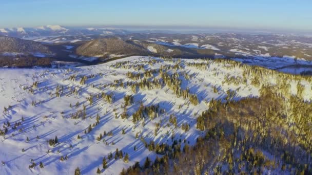 Hoher schneebedeckter Berg mit immergrünen Tannen an einem sonnigen, kalten Tag — Stockvideo