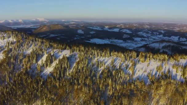 Hoge besneeuwde berg bedekt met altijd groene dennenbomen op een zonnige koude dag — Stockvideo