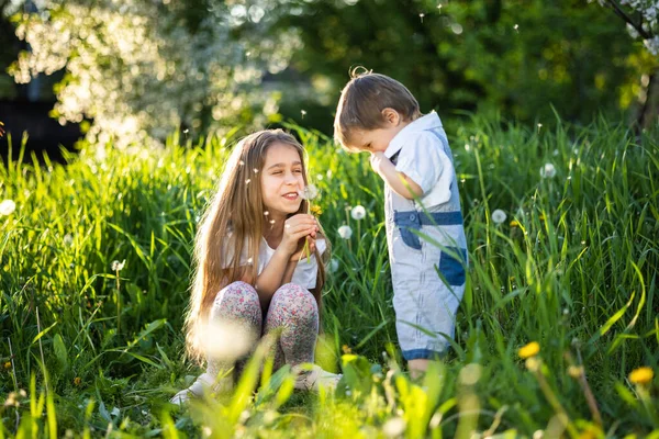 Αδελφός και αδελφή διασκεδάστε παίζοντας με ανθισμένα λευκά κίτρινα και αφράτα πικραλίδες σε ένα ζεστό κήπο άνοιξη — Φωτογραφία Αρχείου
