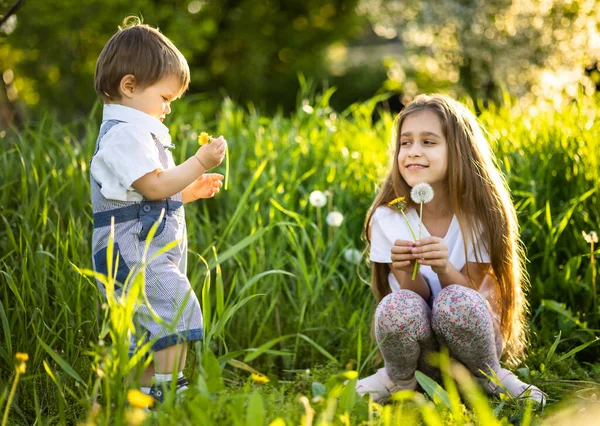 Irmão e irmã se divertir brincando com florescendo branco amarelo e macio dentes-de-leão em um jardim de primavera quente — Fotografia de Stock