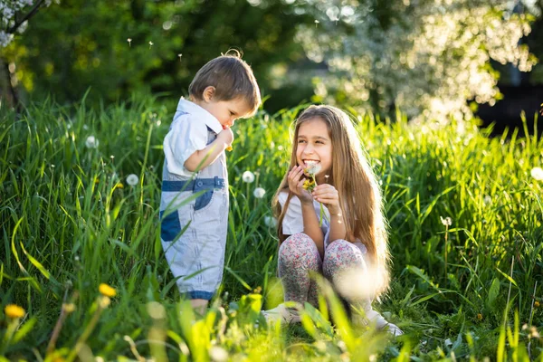 Bruder und Schwester haben Spaß beim Spielen mit blühenden weißen gelben und flauschigen Löwenzahn in einem warmen Frühlingsgarten — Stockfoto