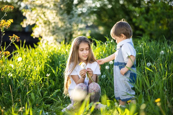 Irmão e irmã se divertir brincando com florescendo branco amarelo e macio dentes-de-leão em um jardim de primavera quente — Fotografia de Stock