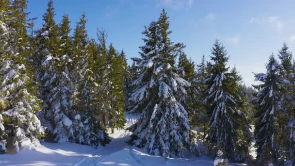 Uma pequena clareira coberta de neve com muitas pistas de esqui e árvores de Natal únicas no fundo do céu noturno — Vídeo de Stock