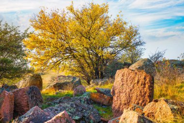 Güzel sarı bitki örtüsü ve taşlarla kaplı liken ve yosun tepeleri Ukrayna 'da
