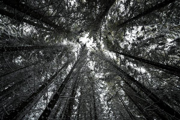 The camera is directed upwards towards the crowns of the trees