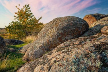 Güzel sarı bitki örtüsü ve taşlarla kaplı liken ve yosun tepeleri Ukrayna 'da