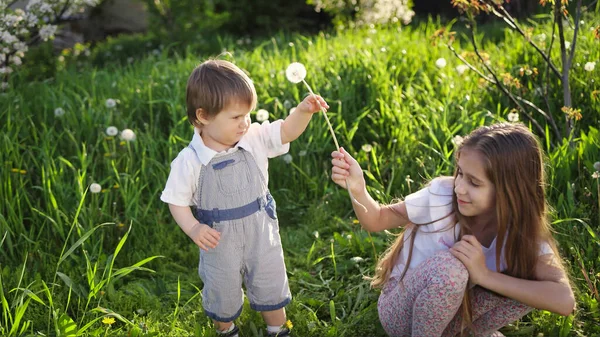 Брат і сестра розважаються, граючи з квітучими біло-жовтими і пухнастими кульбабами в теплому весняному саду — стокове фото