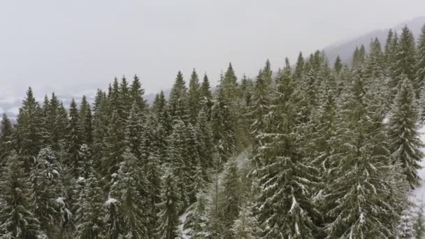 喀尔巴阡山脉白雪覆盖的山丘上的茂密的云杉林和勇敢的滑雪者 — 图库视频影像
