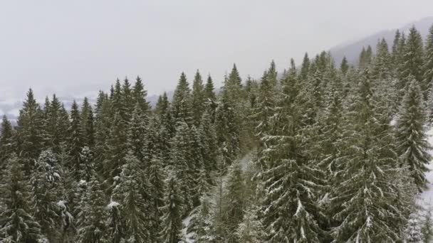 Una fitta foresta di abeti rossi che ripara le colline innevate dei Carpazi e gli sciatori audaci — Video Stock