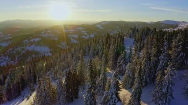 Yüksek karlı dağ, güneşli soğuk bir günde köknar ağaçlarıyla kaplı.