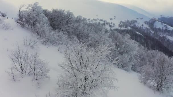 El bosque calvo abriga la ladera en un frío y hermoso atardecer — Vídeo de stock