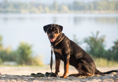 Yeşil tasmalı bir Rottweiler köpeği uçurumun kenarında oturur ve bir ladin ormanında sahiplerini kollar.