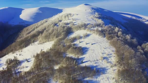 Высокая снежная гора, покрытая вечнозелеными елками в солнечный холодный день — стоковое видео