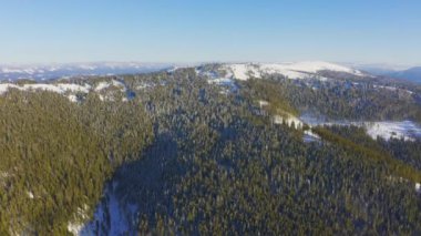 Yüksek karlı dağ, güneşli soğuk bir günde köknar ağaçlarıyla kaplı.