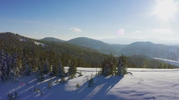 夕方の空を背景に多くのスキーコースやシングルクリスマスツリーを持つ小さな雪で覆われたグレード — ストック動画