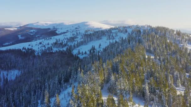 Alta montanha nevada coberta de abetos perenes em um dia frio ensolarado — Vídeo de Stock