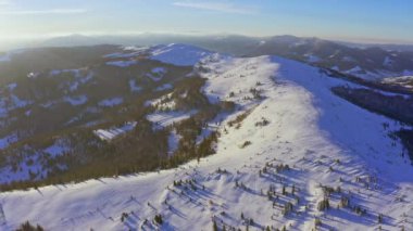 Yüksek karlı dağ, güneşli soğuk bir günde köknar ağaçlarıyla kaplı.